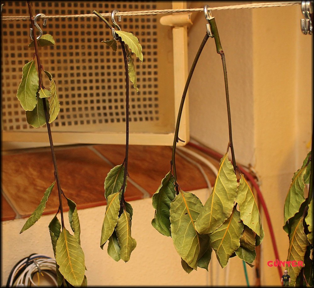 Lorbeer aufhängen_.jpg