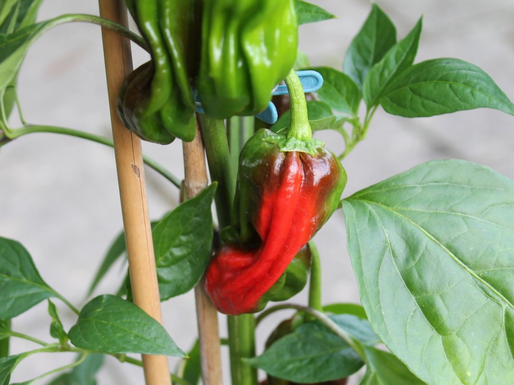 Lost Pepper of Tokuyama-Beere_20250803.JPG