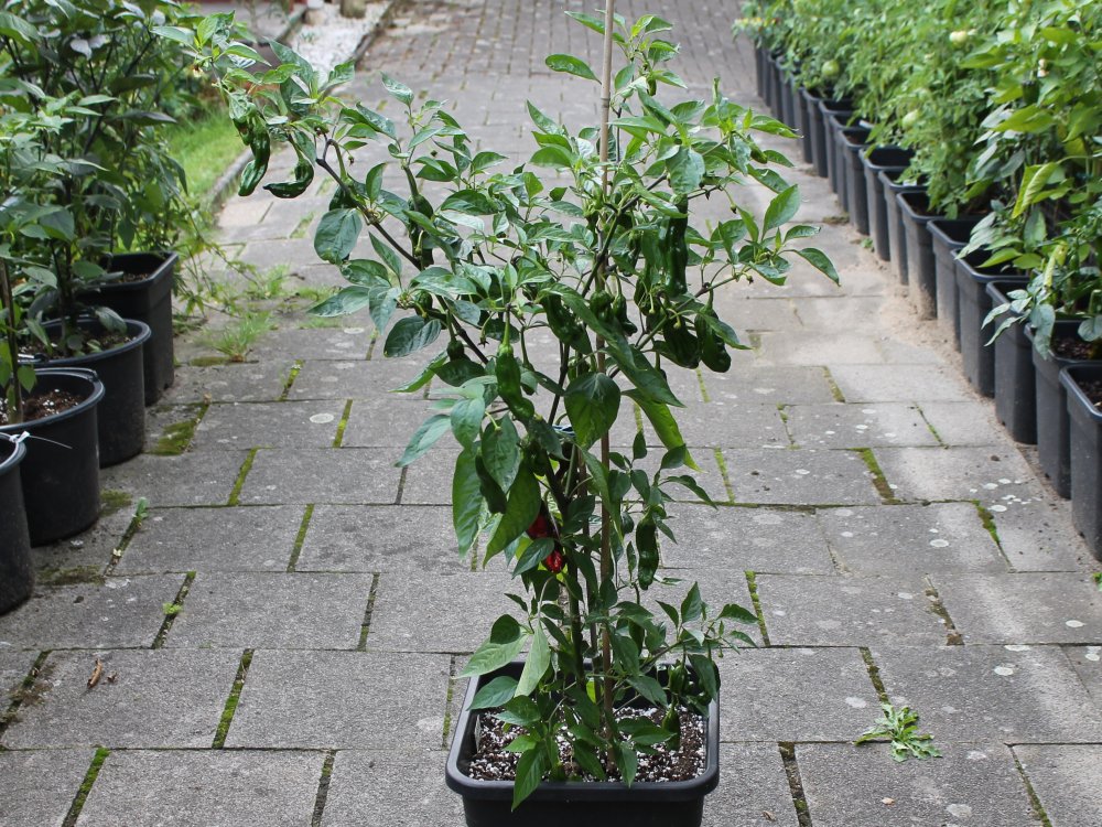 Lost Pepper of Tokuyama-ganz_20250803.JPG