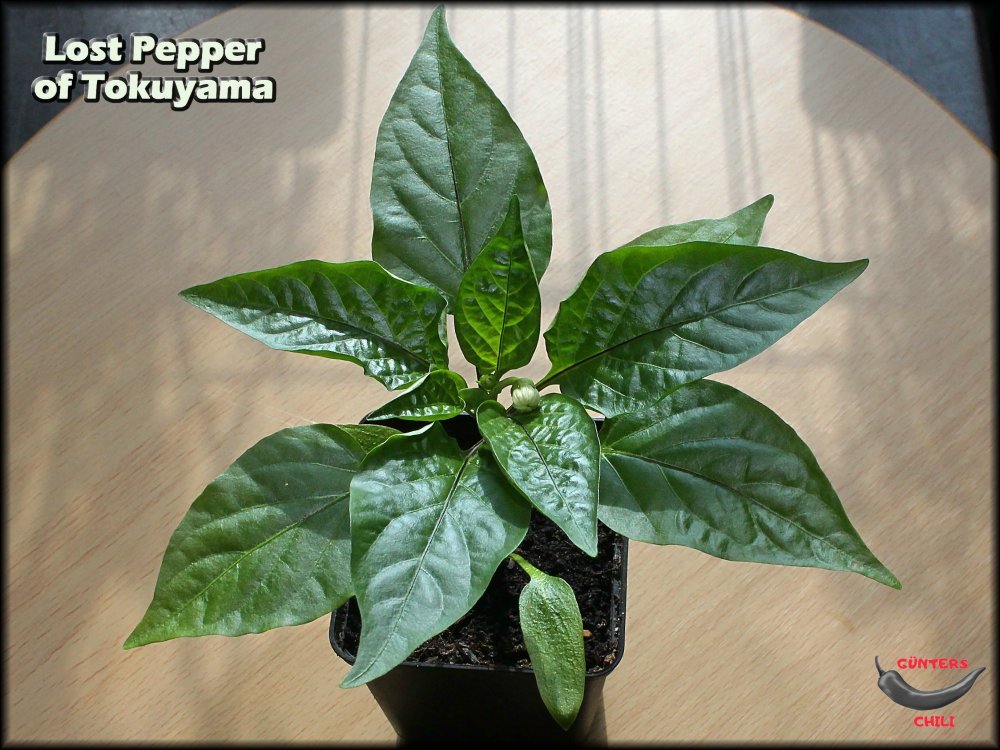 Lost Pepper of Tokuyama_20250315_.jpg