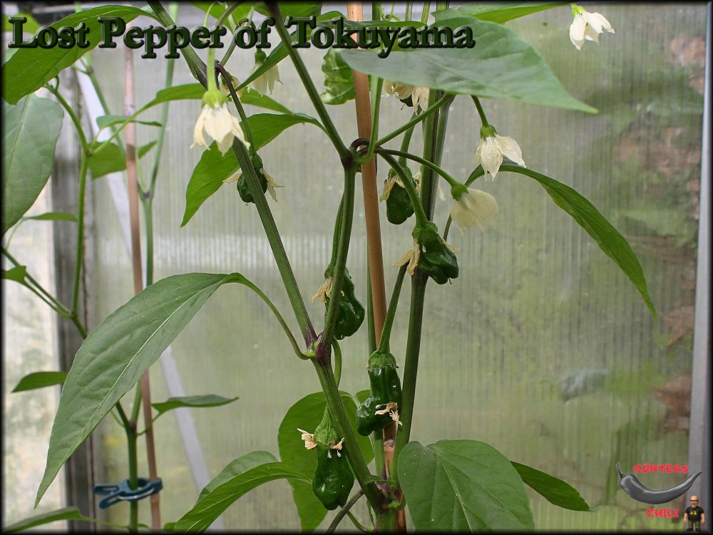 Lost Pepper of Tokuyama_20250605_.jpg