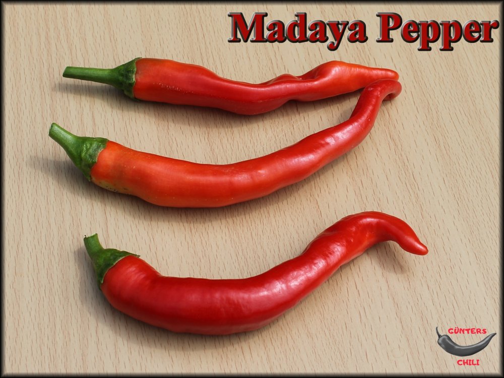 Madaya Pepper_07082023.JPG