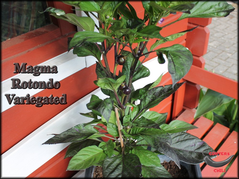 Magma Rotondo Variegated 13072023.jpg