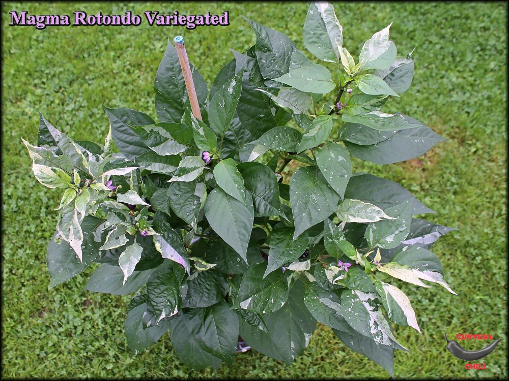 Magma Rotondo Variegated 30082023_.jpg