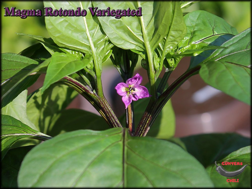 Magma Rotondo Variegated Blüte_.jpg