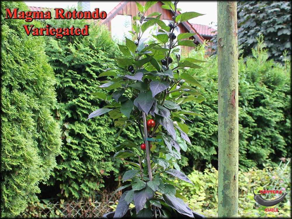 Magma Rotondo Variegated_.jpg
