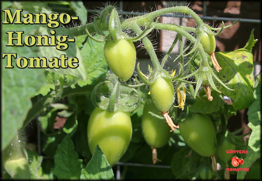 Mango-Honig-Tomate_.jpg
