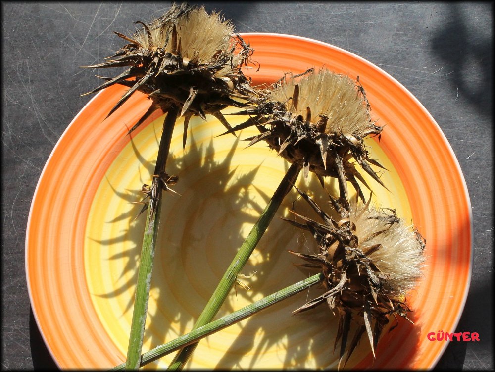 Mariendistel_ ganze Blüten_.jpg