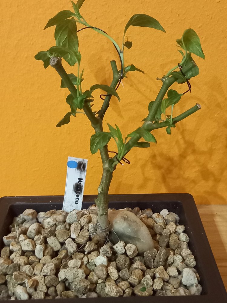 Mattaepno triebe entfernt].jpg