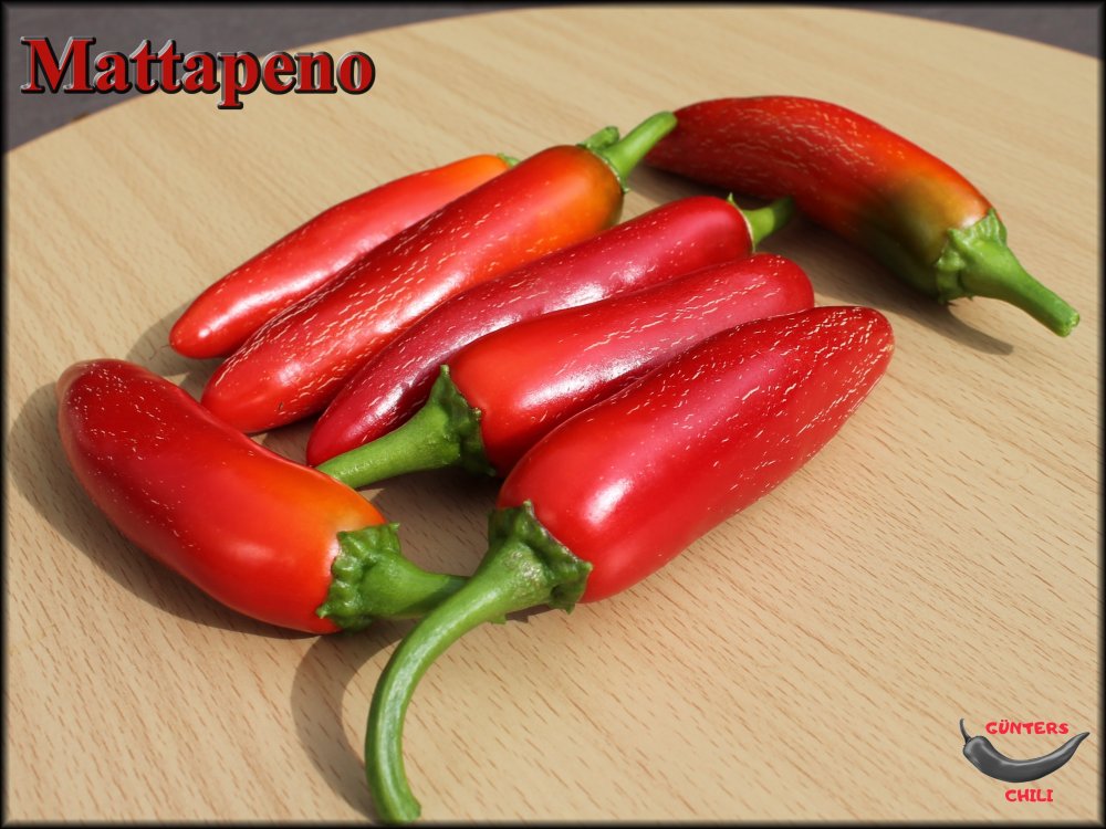 Mattapeno.JPG