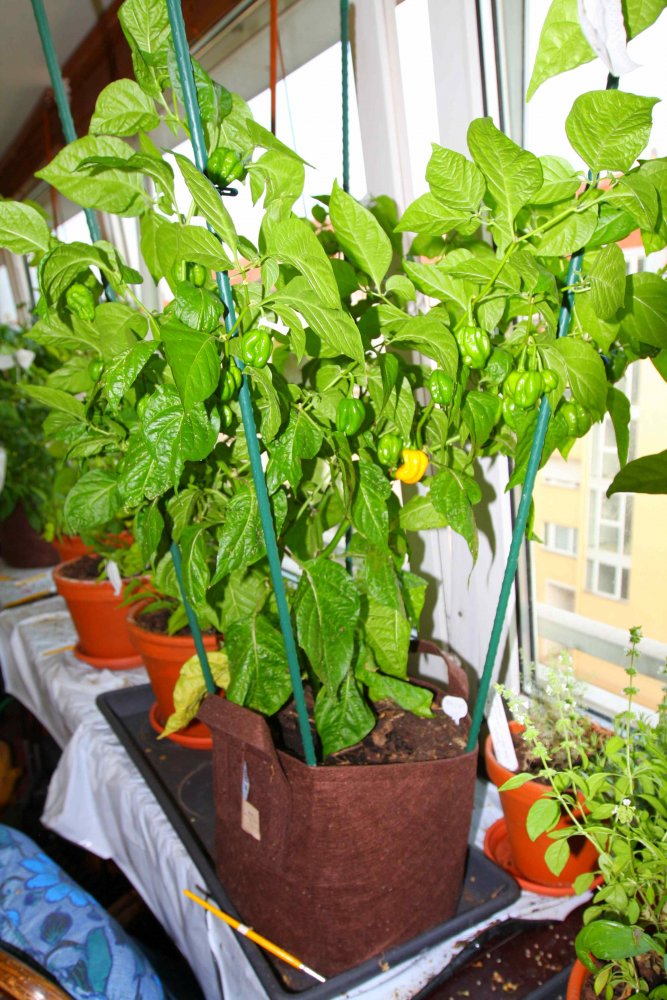 MOA Scotch Bonnet.jpg