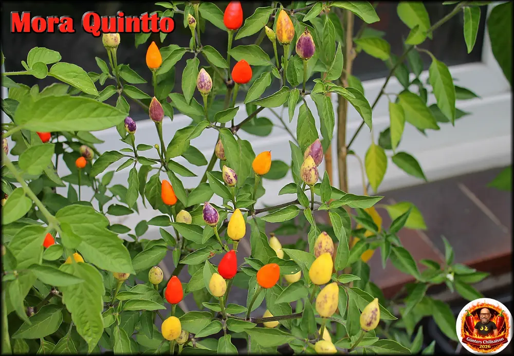 mora-quintto_reife-fruechte_-webp.webp