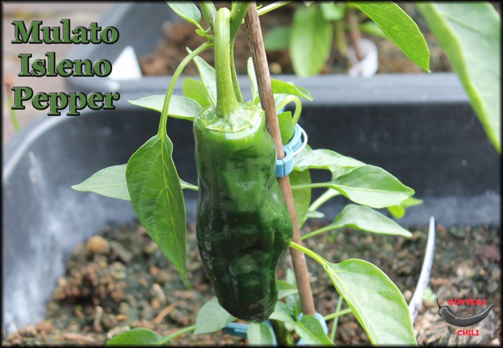 Mulato Isleno Pepper.JPG