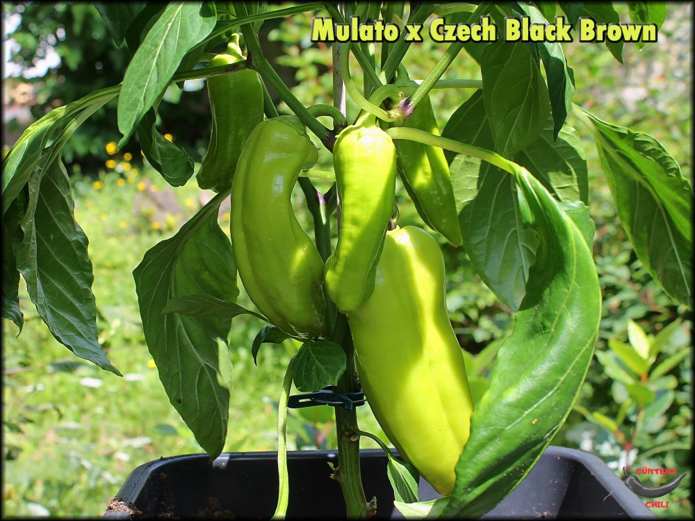 Mulato x Czech Black Brown 28062024_.jpg