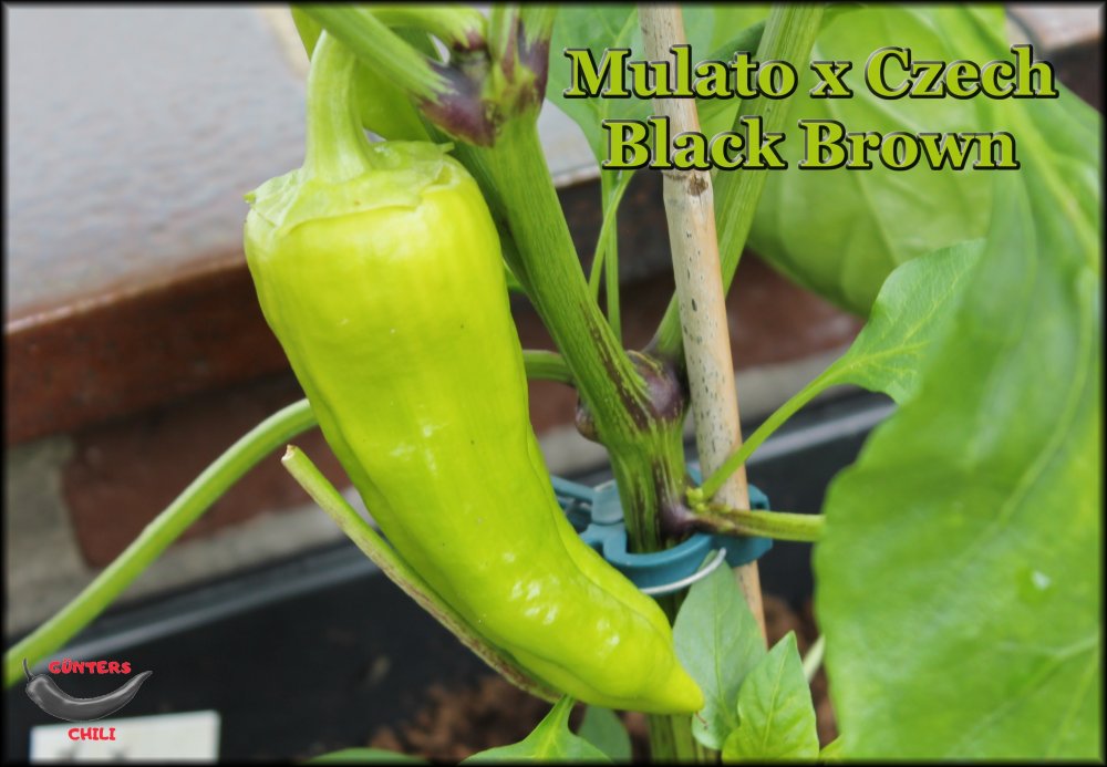 Mulato x Czech Black Brown.JPG