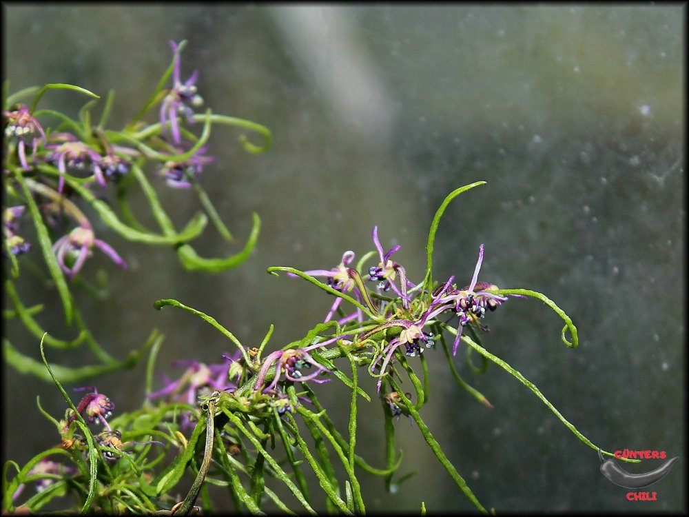 Mutant Blüten Lila_.jpg
