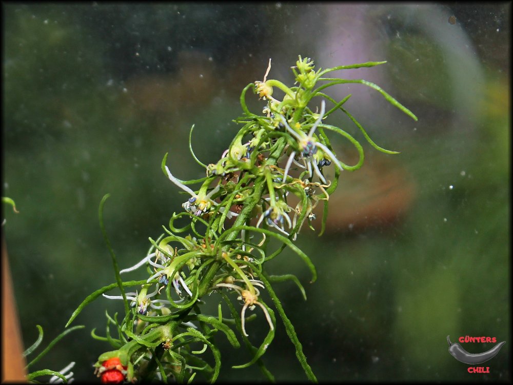 Mutant Blüten weiß_.jpg