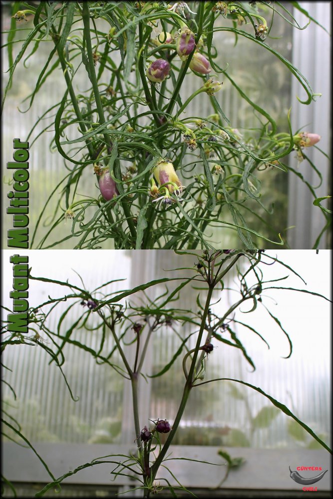 Mutant Multicolor 2 Linien.jpg