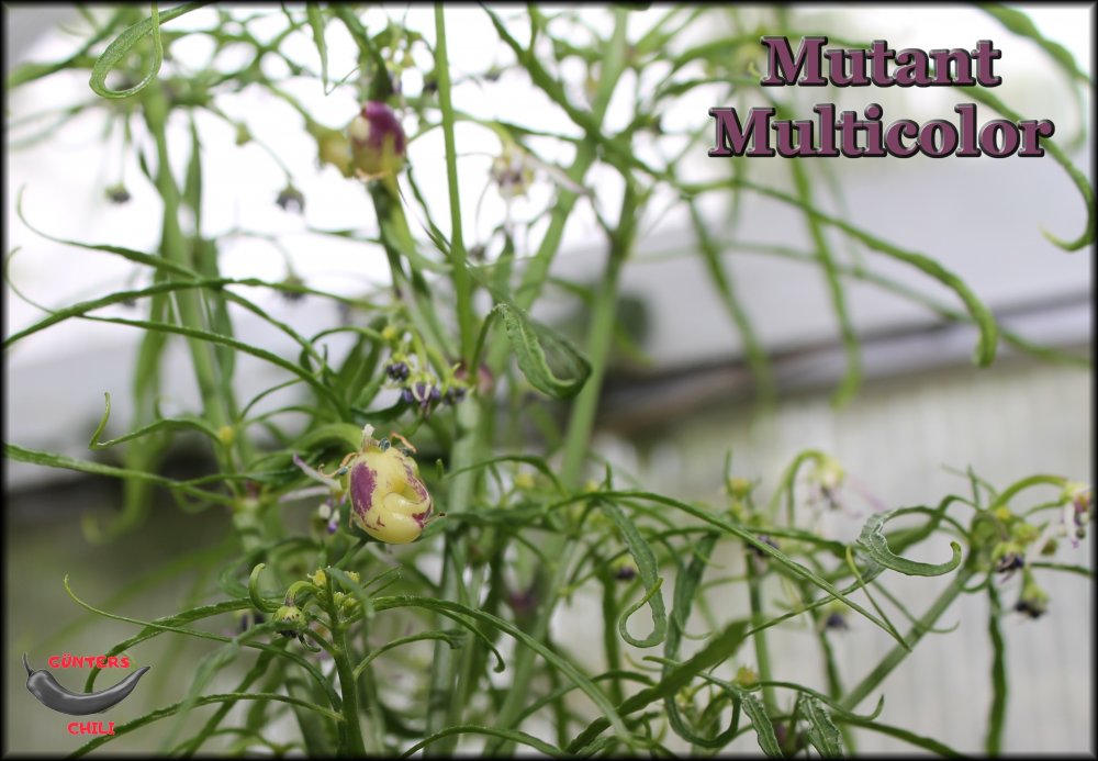 Mutant Multicolor.JPG