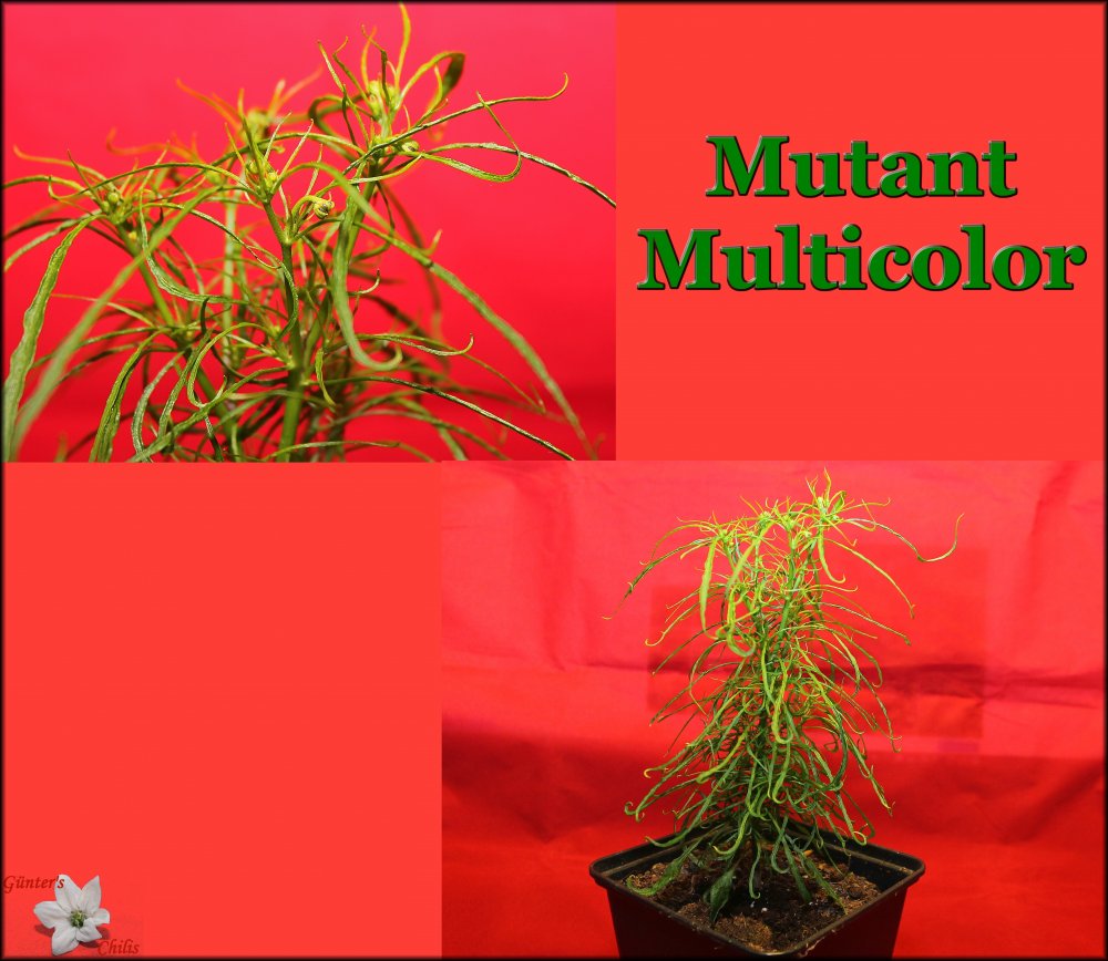 Mutant Multicolor Mai 2024_.jpg