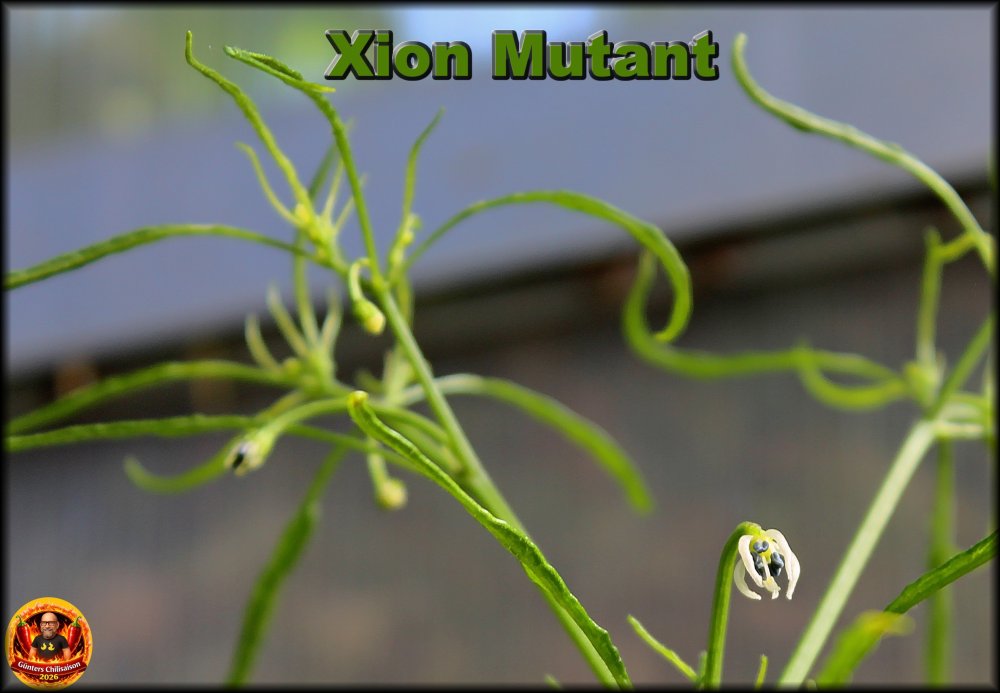 Mutanten Blüte_.jpg