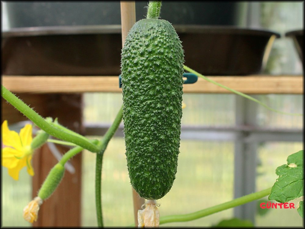 Neue Gurke_09072022_.jpg