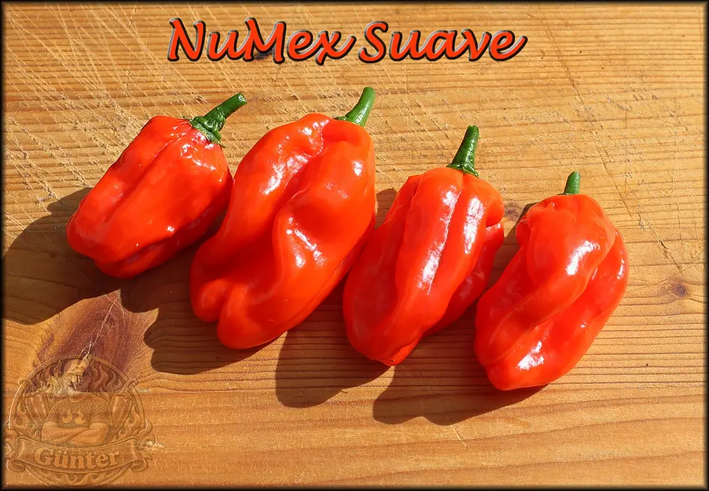 NuMex Suave beeren 22092026_.webp