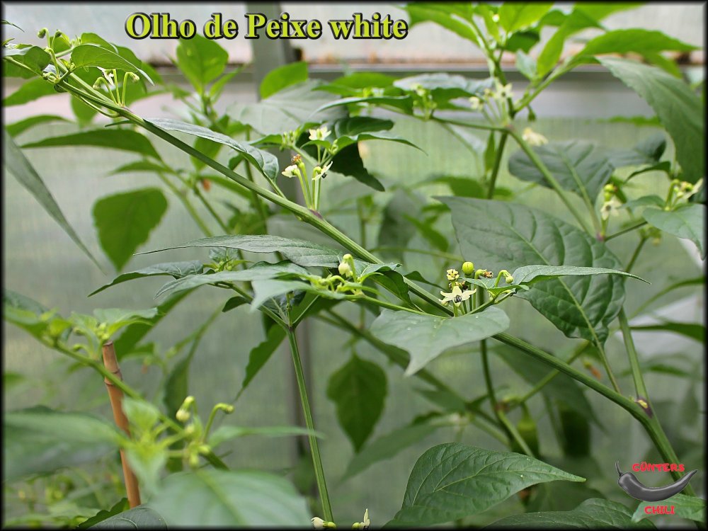 Olho de Peixe white_19072023_.jpg