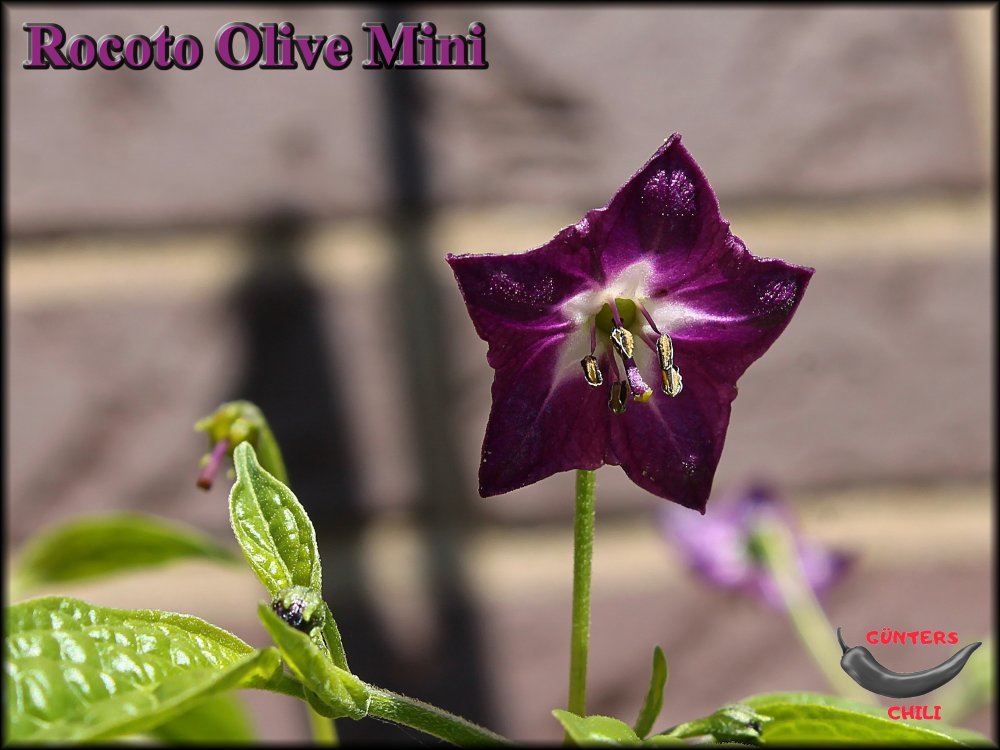 Olive Mini Blüte 10082023_.jpg