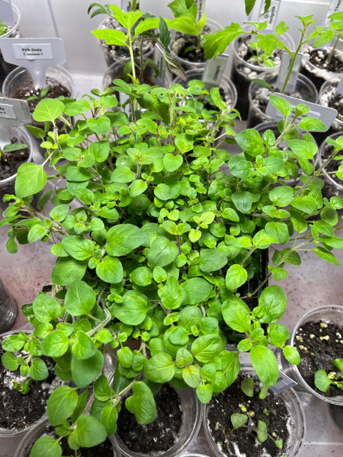 Oregano.png