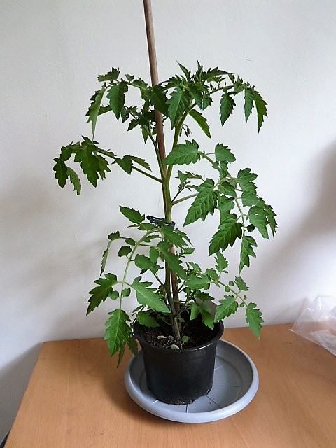 P1120094.JPG
