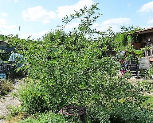 P1120136.JPG