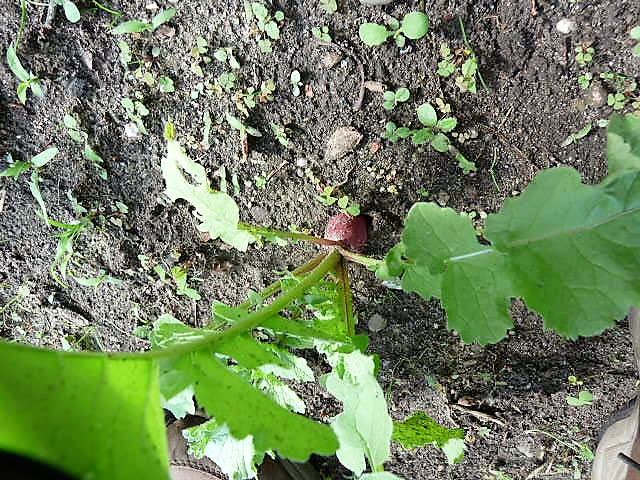P1120231.JPG