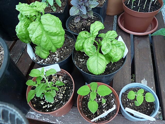 P1120319.JPG