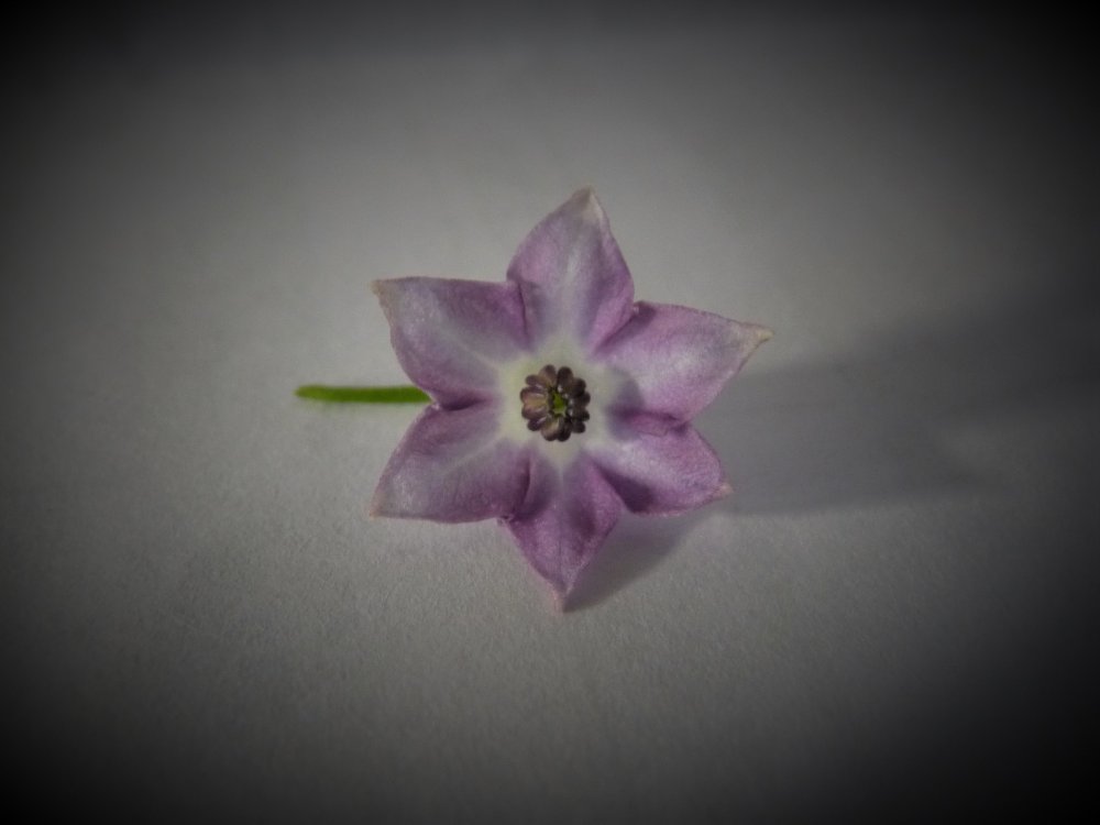 P1120914.JPG