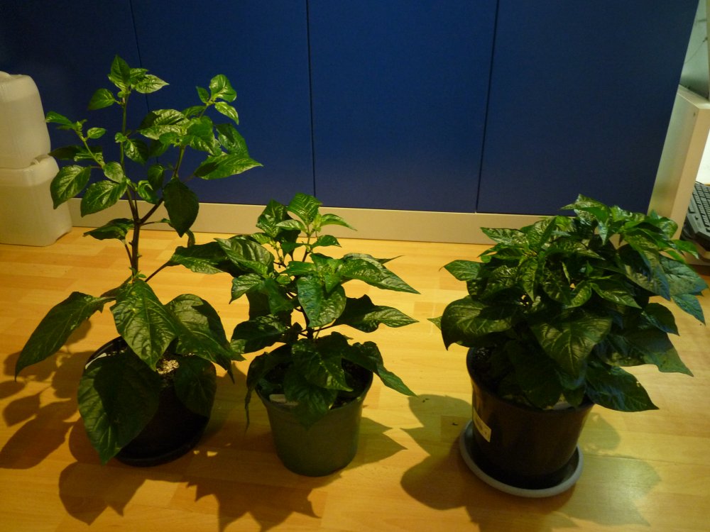 P1120932.JPG