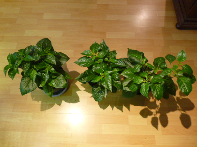 P1120933.JPG