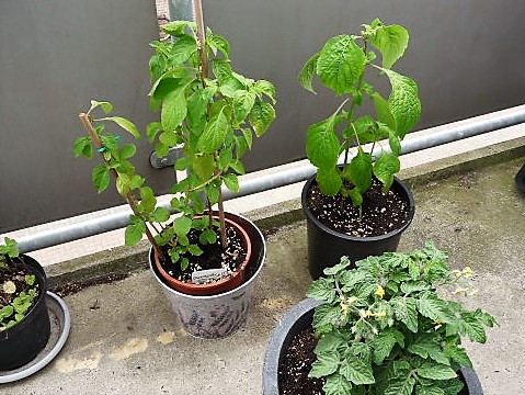 P1130186.JPG