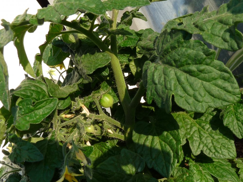 P1130220.JPG