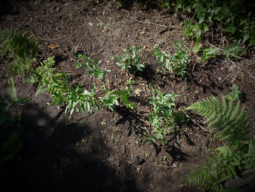 P1130239.JPG