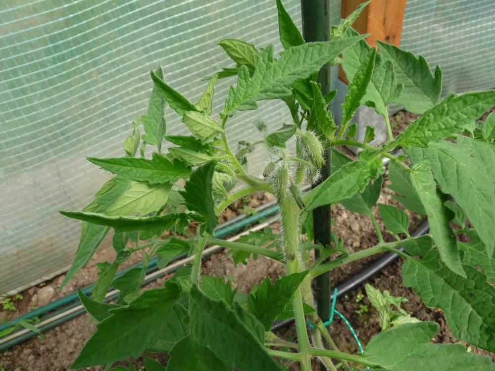 P1130241.JPG