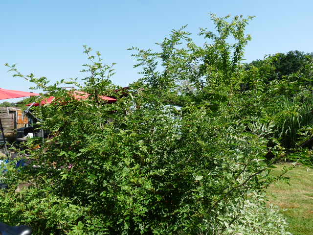 P1130264.JPG