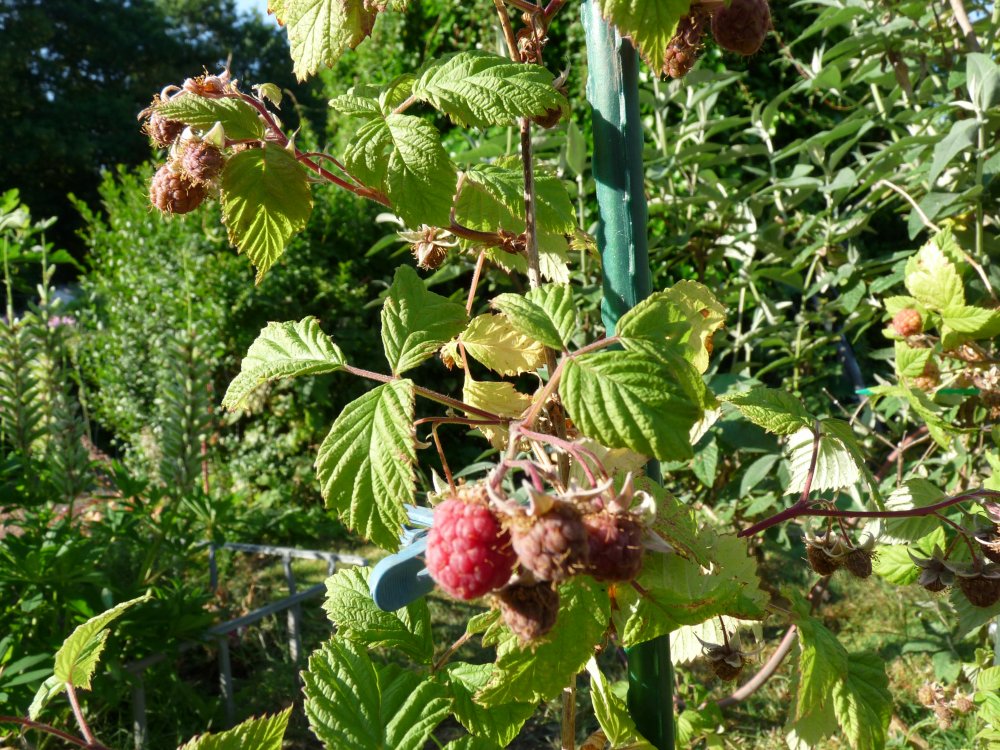 P1130273.JPG