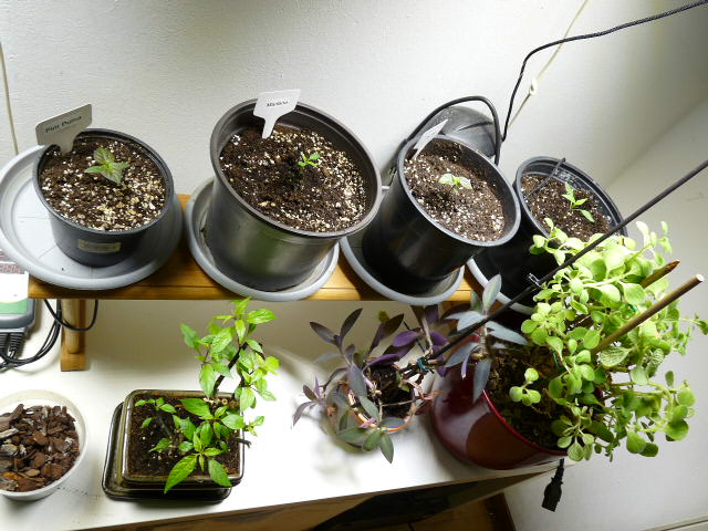 P1130366.JPG