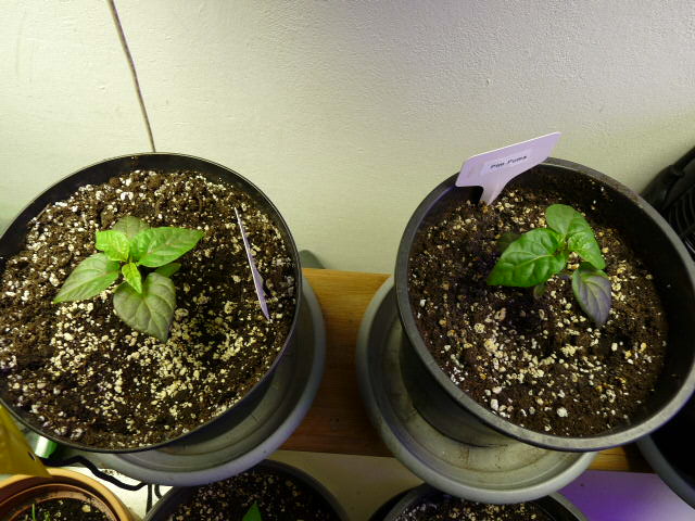 P1130402.JPG