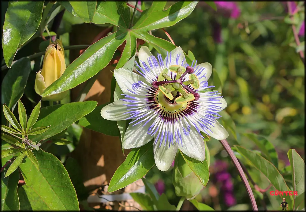 Passionsblume 18072026__.webp