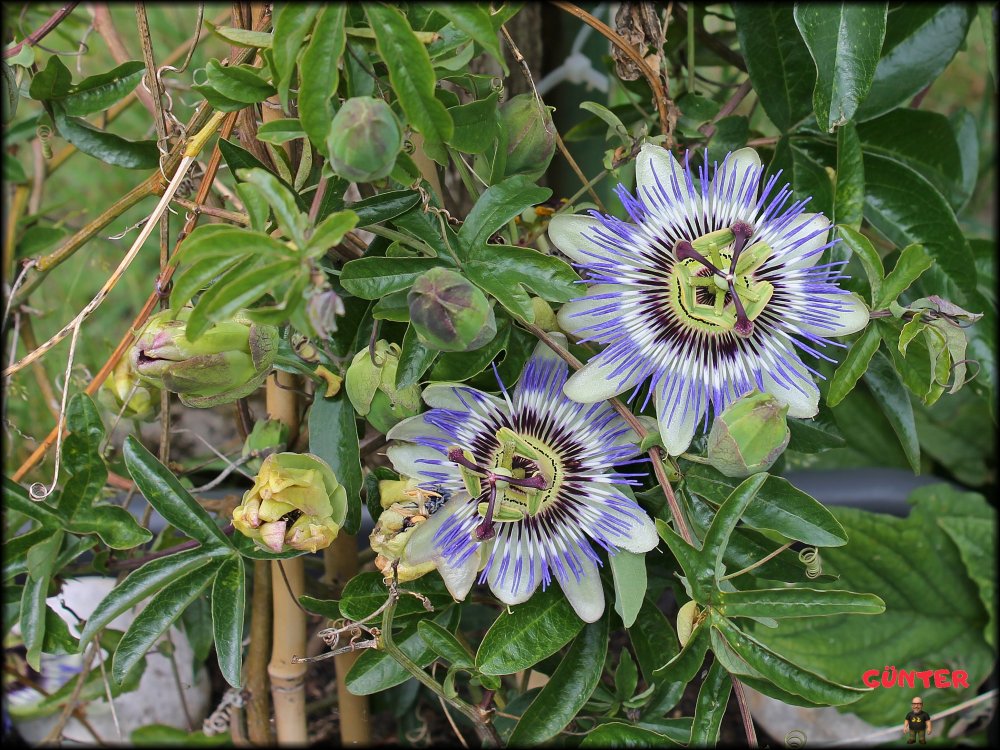 Passionsblume_.jpg