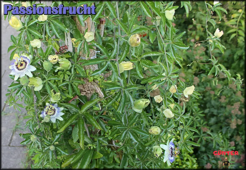 Passionsfrucht 07092026_.webp