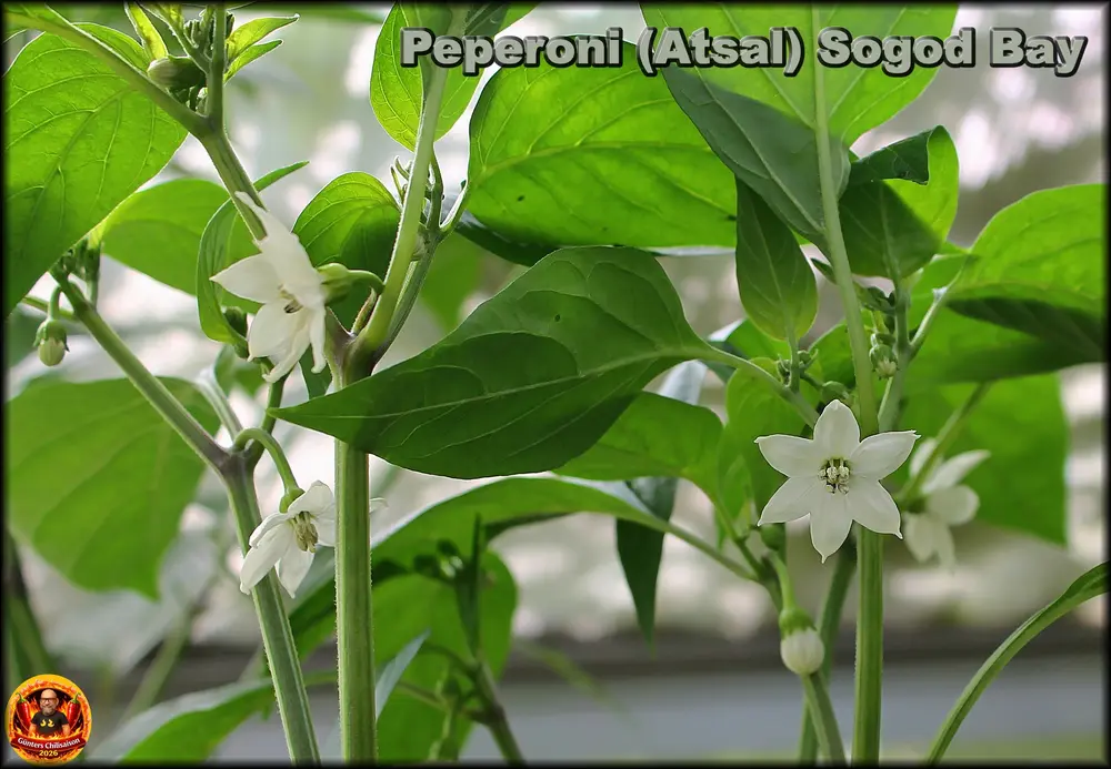 Peperoni (Atsal) Sogod Bay_.webp