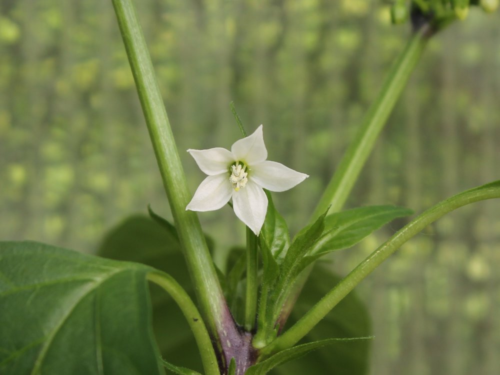 Peperoni Etna 30052025 Blüte.JPG